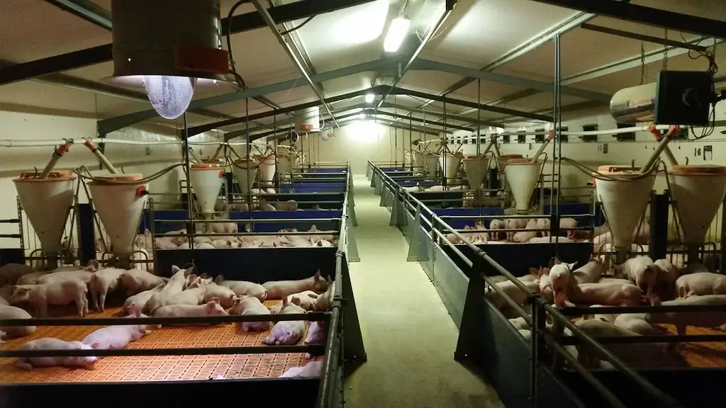 Light Steel Structure Pig Farm House