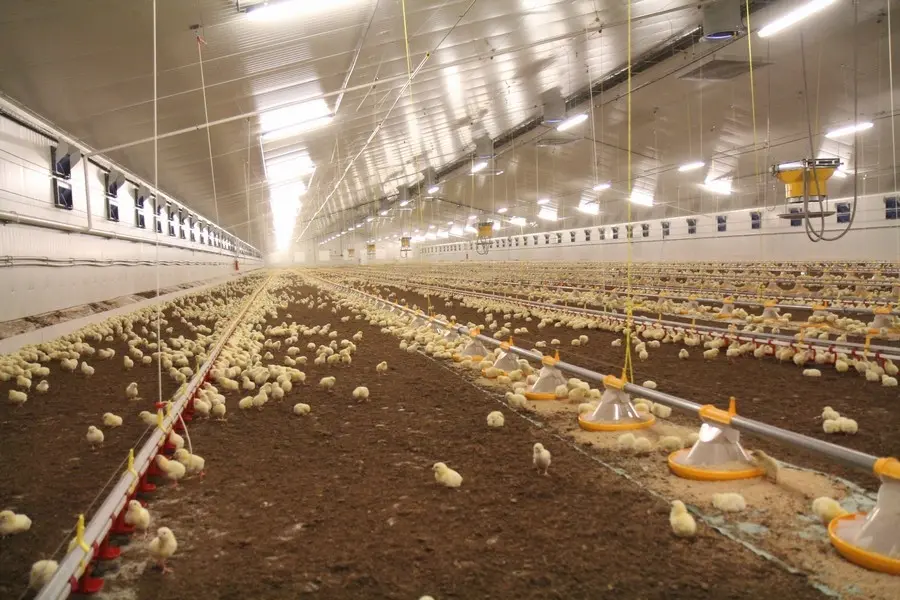 F&aacute;brica de ra&ccedil;&atilde;o para aves com estrutura met&aacute;lica