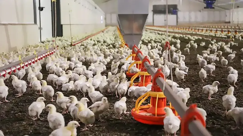 Steel Structure Layer Chicken House